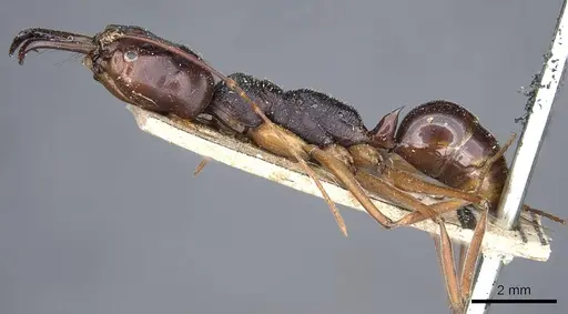 Odontomachus monticola - CASENT0905746