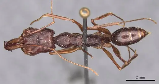 Odontomachus monticola - CASENT0907427