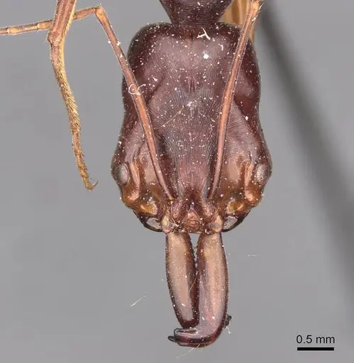 Odontomachus monticola - CASENT0907427