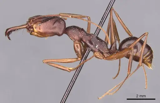 Odontomachus monticola - CASENT0907427