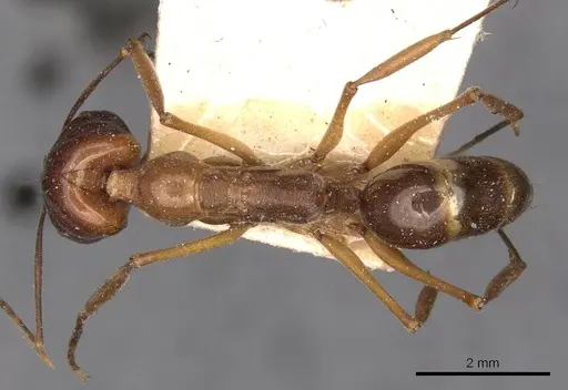 Odontomachus monticola - CASENT0907428