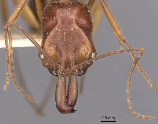 Odontomachus monticola - CASENT0907428