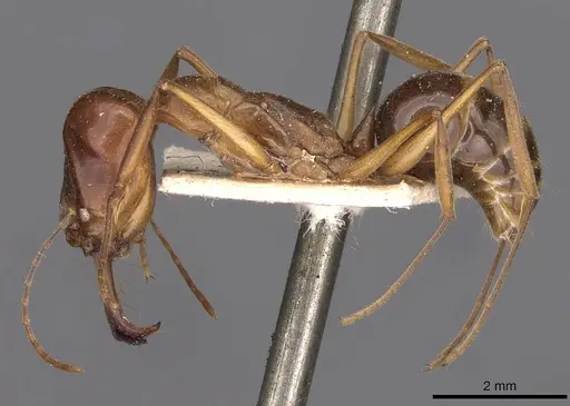 Odontomachus monticola - CASENT0907428