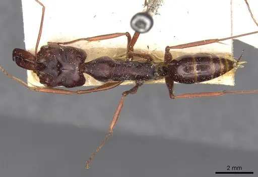 Odontomachus monticola - CASENT0907429