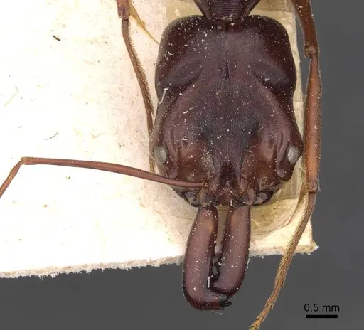 Odontomachus monticola - CASENT0907429