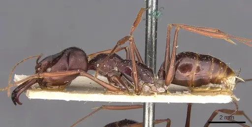 Odontomachus monticola - CASENT0907429