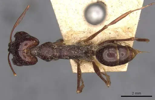 Odontomachus monticola - CASENT0907430