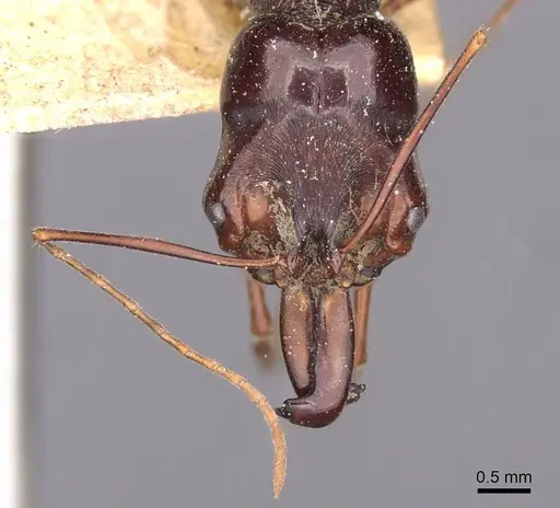 Odontomachus monticola - CASENT0907430