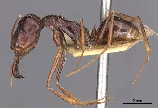 Odontomachus monticola - CASENT0907430