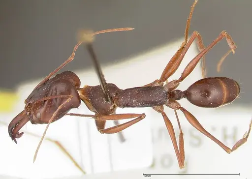 Odontomachus monticola - FOCOL0327