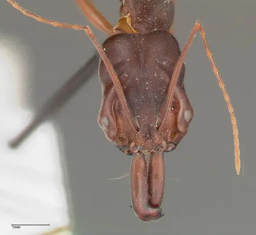 Odontomachus monticola - FOCOL0327