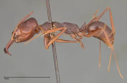 Odontomachus monticola - FOCOL0327