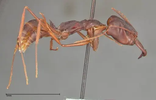 Odontomachus monticola - FOCOL0327