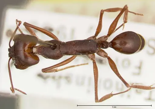 Odontomachus monticola - FOCOL0328