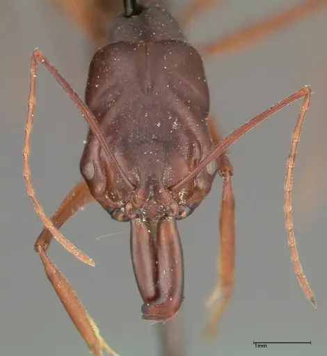 Odontomachus monticola - FOCOL0328