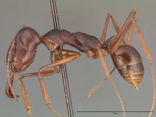 Odontomachus monticola - FOCOL0328