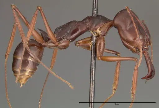 Odontomachus monticola - FOCOL0328