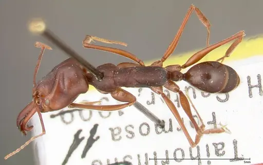 Odontomachus monticola - FOCOL0329