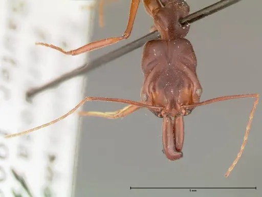 Odontomachus monticola - FOCOL0329