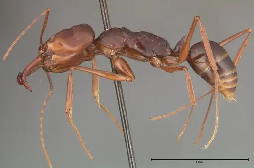 Odontomachus monticola - FOCOL0329