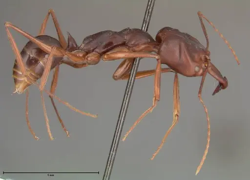 Odontomachus monticola - FOCOL0329