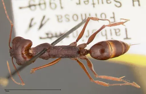 Odontomachus monticola - FOCOL0330