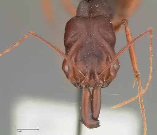 Odontomachus monticola - FOCOL0330