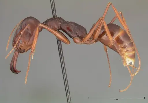 Odontomachus monticola - FOCOL0330