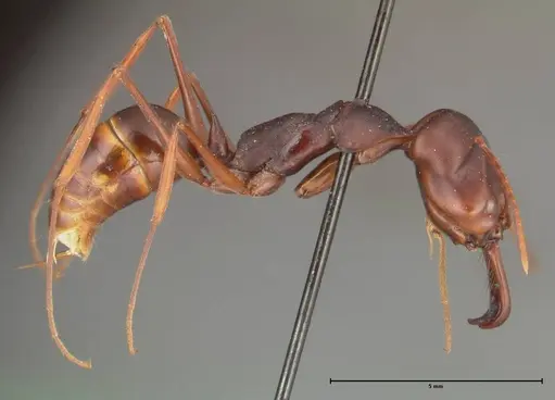 Odontomachus monticola - FOCOL0330