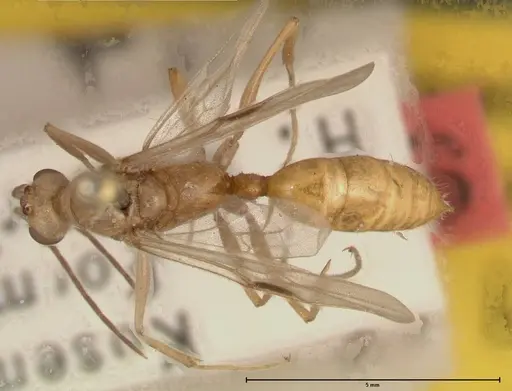 Odontomachus monticola - FOCOL0331