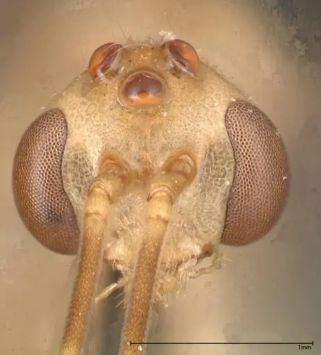 Odontomachus monticola - FOCOL0331