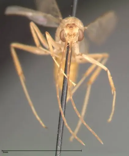 Odontomachus monticola - FOCOL0331