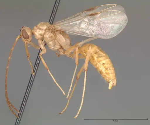 Odontomachus monticola - FOCOL0331