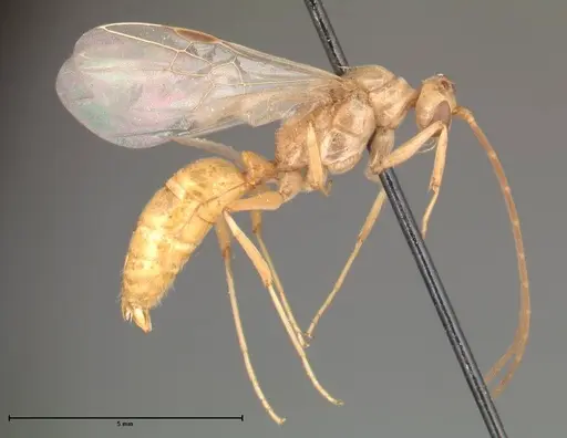 Odontomachus monticola - FOCOL0331