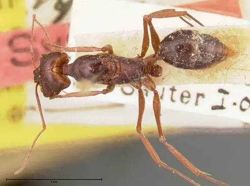 Odontomachus monticola - FOCOL0332