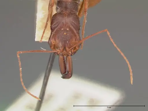 Odontomachus monticola - FOCOL0332