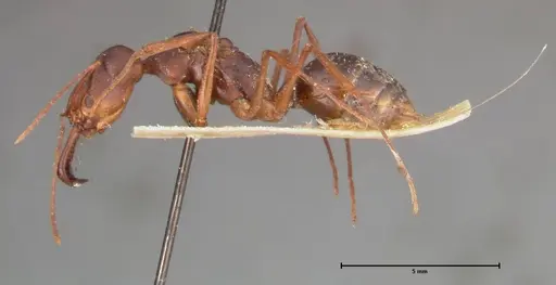 Odontomachus monticola - FOCOL0332