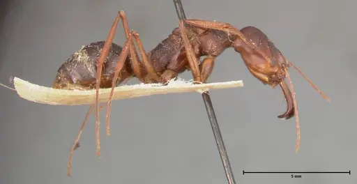 Odontomachus monticola - FOCOL0332