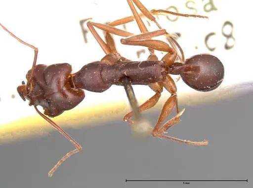 Odontomachus monticola - FOCOL0333