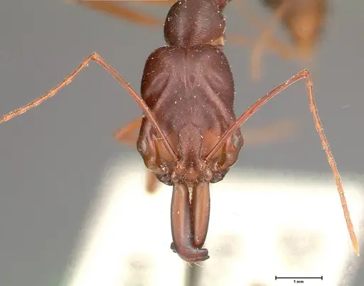 Odontomachus monticola - FOCOL0333