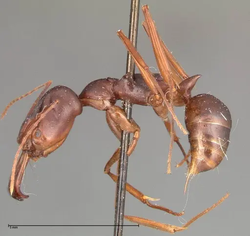 Odontomachus monticola - FOCOL0333