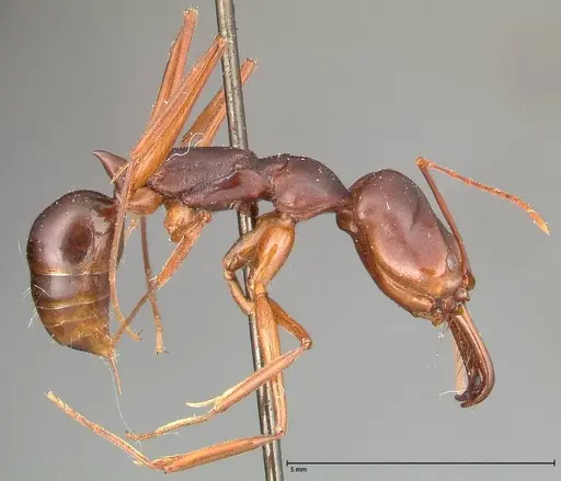 Odontomachus monticola - FOCOL0333