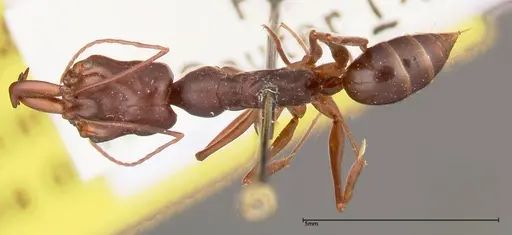 Odontomachus monticola - FOCOL0334