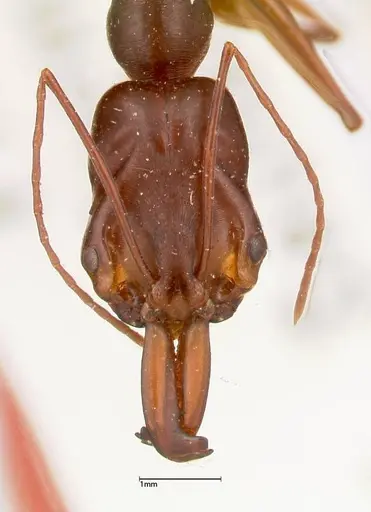 Odontomachus monticola - FOCOL0334