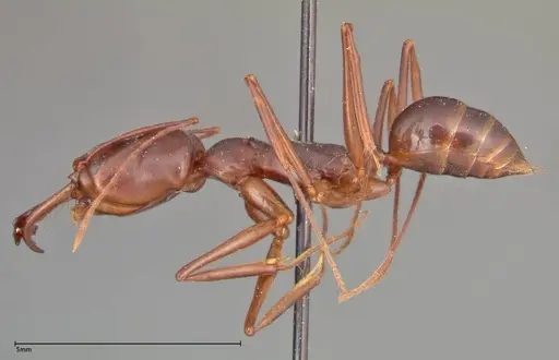 Odontomachus monticola - FOCOL0334