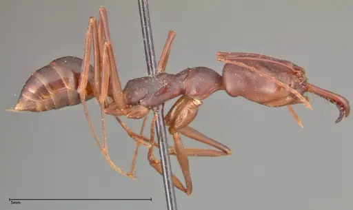 Odontomachus monticola - FOCOL0334