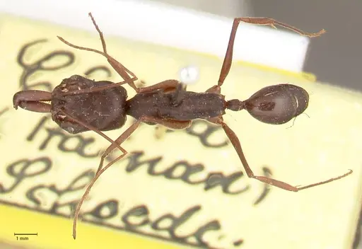 Odontomachus monticola - FOCOL1061