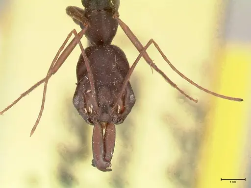 Odontomachus monticola - FOCOL1061