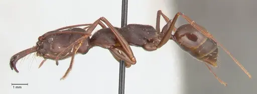 Odontomachus monticola - FOCOL1061