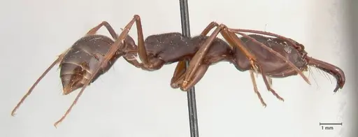 Odontomachus monticola - FOCOL1061